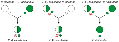 Example crosses between pool frog (Pelophylax lessonae), marsh frog (P. ridibundus) and their hybrid – edible frog (P. kl. esculentus). On the left, primary hybridisation generating a hybrid, while the middle is the most widespread type of hybridogenesis.[60][61]