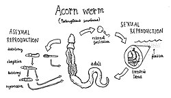 Acorn worm life cycle by M. Singh