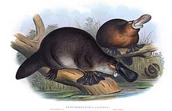 Platypus from The Mammals of Australia (1845–63)