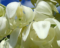 The moth-pollinated Hesperoyucca whipplei