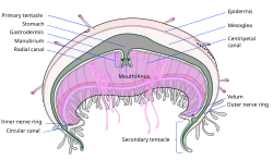 Labelled cross section of a jellyfish