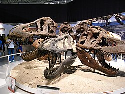 Skull casts of different Tyrannosaurus specimens