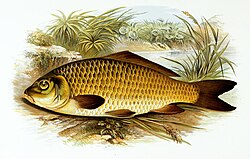 Common carp by Alexander Francis Lydon