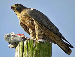 Peregrine falcons (Falco peregrinus) commonly eat birds, pictured here eating a rock dove (Columba livia)
