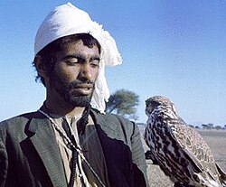 Falconer from Al Ain, Abu Dhabi[21]