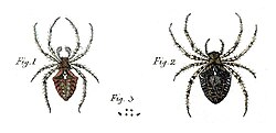 Original figure of male and female Araneus angulatus on Plate 1 in Clerck's Svenska Spindlar