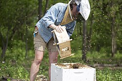 Beekeeper at the College of DuPage, Illinois