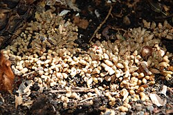 Coralloid roots of Cycas revoluta