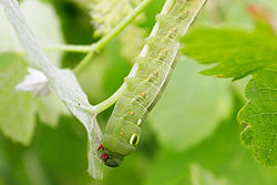 Vine hawk-moth larva (Hippotion celerio)