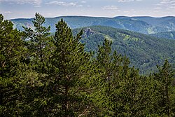 View of pines in the Kuysumy mountains in Siberia