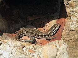 Podarcis muralis in the Mosel valley (Germany)