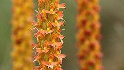 Disa chrysostachya