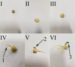 Step 1: Water imbibition, the uptake of water, results in rupture of seed coat.Step 2: The imbibition of the seed coat results in emergence of the radicle (1) and the plumule (2); the cotyledons (seed leaves) unfold (3).Step 3: This marks the final step in the germination of the seed, where after the cotyledons are expanded, the first true leaves develop. Note: Temperature must be kept at an optimum level.