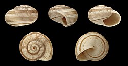 Subfossil Theba geminata