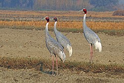 Two adults with a subadult in the middle