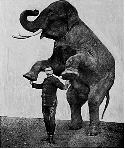 Elephant trainer (1903)