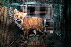 A red fox in a fur farm in Vörå, Finland