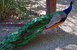 A peacock walking freely around a zoo