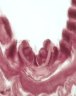 Microscopic view of the endostyle