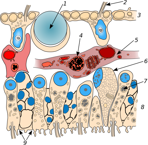 Trichoplax body structure in cross section1 - lipid drop, 2 - cilium, 3 - dorsal layer of cells, 4 - vacuole,5 - fibrous syncytium, 6 - glandular cell, 7 - vacuole,8 - ventral layer of cells, 9 - zones of intercellular contacts