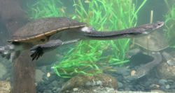 Giant snakeneck turtle