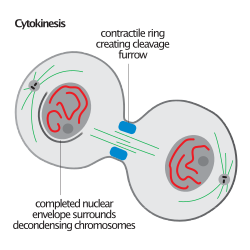 Cytokinesis illustration