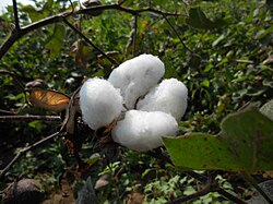 A cotton ball. Cotton is a significant cash crop. According to the National Cotton Council of America, in 2014, China was the world's largest cotton-producing country with an estimated output of about one hundred million 480-pound bales (22 billion tonnes).[1]