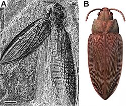 Fossil and life restoration of Moravocoleus permianus (Tshekardocoleidae) from the Early Permian of the Czech Republic, representative of the morphology of early beetles