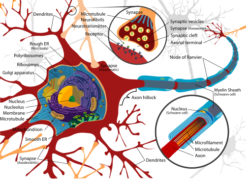 Complete labeled neuron.