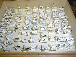 Diptera mounted on card points