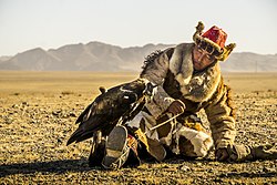 A Mongolian man inspects his golden eagle (Aquila chrysaetos) before competing in an eagle hunting contest in northern Mongolia