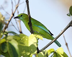 The female blue-winged leafbird lacks the face mask of the male