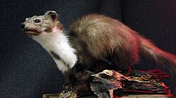 The marten is a heraldic symbol of Slavonia, representing the historical region's coat of arms. It depicts a marten running on a red field between two wavy white lines, all on a blue background with a star on top