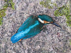 A common kingfisher (Alcedo atthis) that died after flying into a window