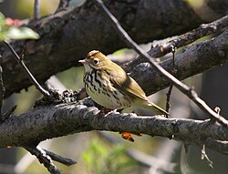 Adult with raised "crest", Léon-Provancher Ecological Reserve, Quebec, Canada