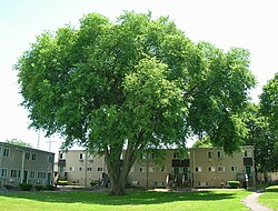 American elm in New Haven