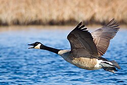 Canada goose in flight