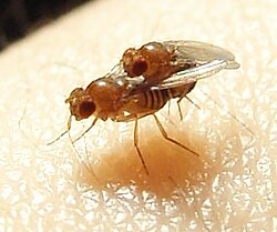 Sexual conflict has been studied in Drosophila melanogaster (shown mating, male on right).