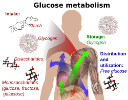 Glucose metabolism and various forms of it in the process.Glucose-containing compounds and isomeric forms are digested and taken up by the body in the intestines, including starch, glycogen, disaccharides, and monosaccharides.Glucose is stored in mainly the liver and muscles as glycogen. It is distributed and used in tissues as free glucose.