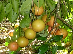 Grapefruit growing in the grape-like clusters from which their name may derive