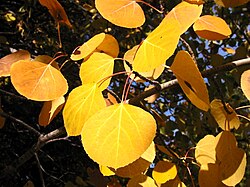 Typical yellow autumn foliage