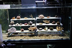Corals can be multiplied in aquaria by attaching "frags" from a mother colony to a suitable substrate, such as a ceramic plug or a piece of live rock. This aquarium is designed specifically for growing coral colonies from frags.