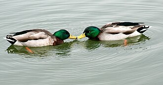 Two male mallards (Anas platyrhynchos)