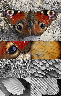 Butterfly wing at different magnifications reveals microstructured chitin acting as diffraction grating.