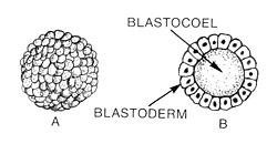 A. Morula and B. cross section of a blastula displaying the blastocoel and blastoderm of early animal embryonic development