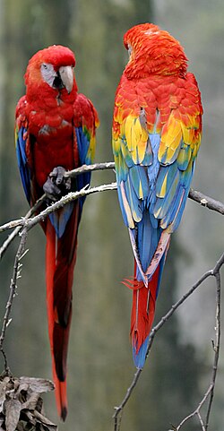 The scarlet macaw is native to Costa Rica.