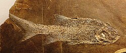 Fossil of the Permian †aeduelliform †Aeduella blainvillei