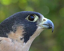 Closeup of head showing nostril tubercle