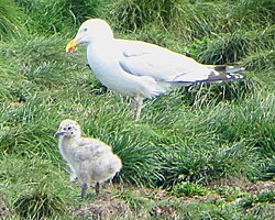 Adult with chick, Elliston, Newfoundland