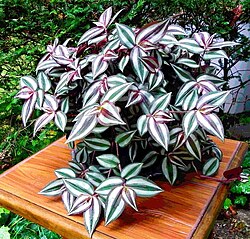 Propagated by cuttings, Inch Plants can be moved easily as its stolons cling lightly to the ground.